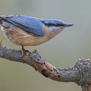 Nuthatch (Sitta europaea) in Germany Print Nuthatch (Sitta europaea) in Germany Print