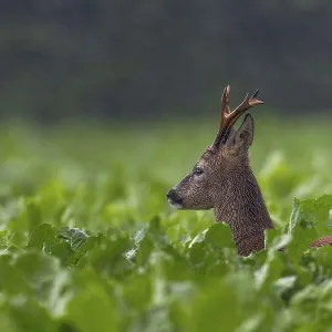 Something attracts the attention of the roebuck (Capeolus capreolus) Something attracts the attention of the roebuck (Capeolus capreolus)