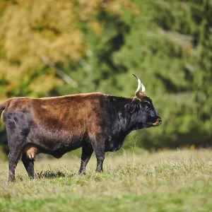 Aurochs (Bos primigenius) standing on a meadow in autumn