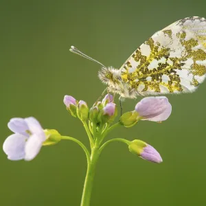 Aurora butterfly (Anthocharis cardamines) on meadowfoam Aurora butterfly (Anthocharis cardamines) on meadowfoam