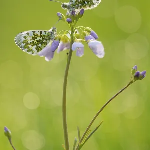 Aurora butterfly (Anthocharis cardamines) on meadowfoam Aurora butterfly (Anthocharis cardamines) on meadowfoam