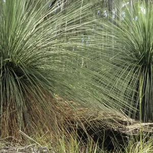 Australian grass tree in the Grampians National Park Australian grass tree in the Grampians National Park