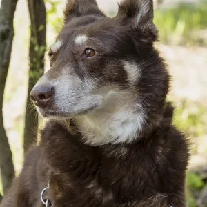 Australian Kelpie Mix, chocolate colored dog Australian Kelpie Mix, chocolate colored dog