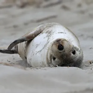 Australian Sea Lion Print