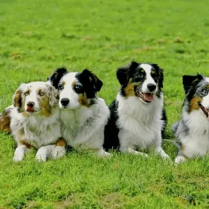 Australian Shepherd, 5 months, 2 years Australian Shepherd, 5 months, 2 years