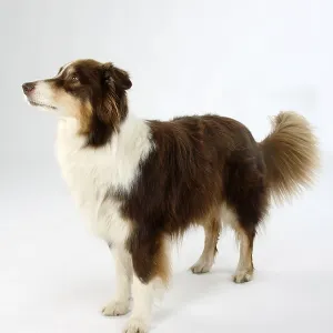 Australian Shepherd, 8 years old Australian Shepherd, 8 years old