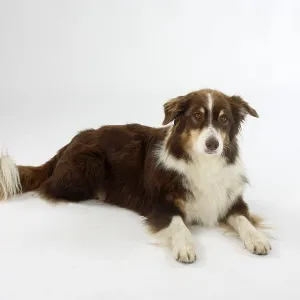 Australian Shepherd, 8 years old Australian Shepherd, 8 years old