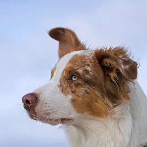 Australian Shepherd, Aussie, breed of herding dog from the United States Australian Shepherd, Aussie, breed of herding dog from the United States