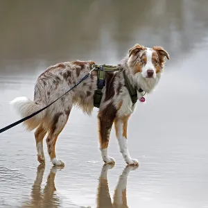 Australian Shepherd, Aussie, breed of herding dog from the United States