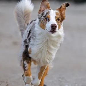 Australian Shepherd, Aussie, breed of herding dog from the United States