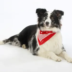 Australian Shepherd, blue-merle