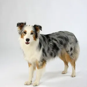 Australian Shepherd, blue-merle Australian Shepherd, blue-merle