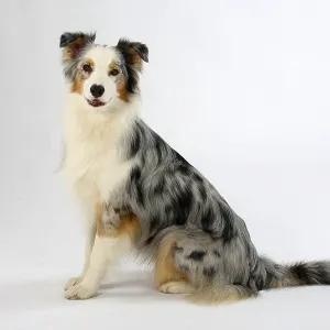 Australian Shepherd, blue-merle, lateral