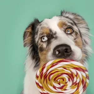 Australian Shepherd dog with colorful lollipop against blue background