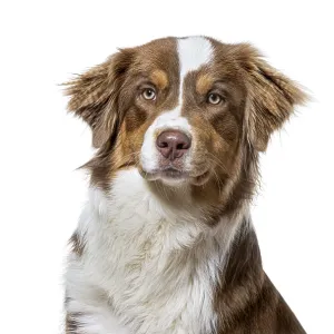 Australian shepherd dog head and shoulders portrait on a white studio background Australian shepherd dog head and shoulders portrait on a white studio background