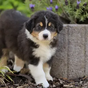 Australian Shepherd domestic dog (Canis lupus familiaris) Australian Shepherd domestic dog (Canis lupus familiaris)
