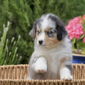 Australian Shepherd domestic dog (Canis lupus familiaris)