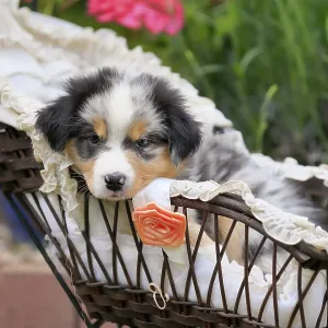 Australian Shepherd domestic dog (Canis lupus familiaris)