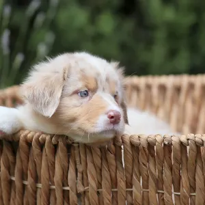 Australian Shepherd domestic dog (Canis lupus familiaris) Australian Shepherd domestic dog (Canis lupus familiaris)