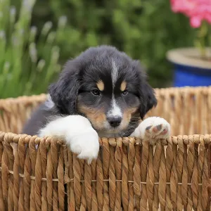 Australian Shepherd domestic dog (Canis lupus familiaris)