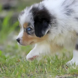 Australian Shepherd domestic dog (Canis lupus familiaris) Australian Shepherd domestic dog (Canis lupus familiaris)