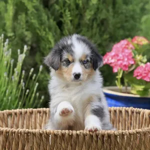 Australian Shepherd domestic dog (Canis lupus familiaris) Australian Shepherd domestic dog (Canis lupus familiaris)