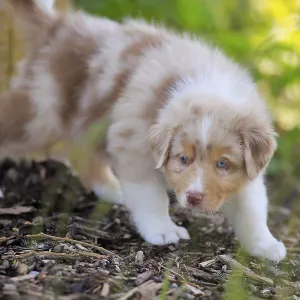 Australian Shepherd domestic dog (Canis lupus familiaris) Australian Shepherd domestic dog (Canis lupus familiaris)