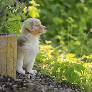 Australian Shepherd domestic dog (Canis lupus familiaris) Australian Shepherd domestic dog (Canis lupus familiaris)