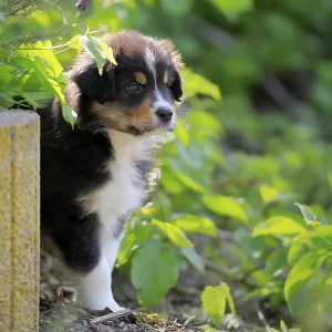 Australian Shepherd domestic dog (Canis lupus familiaris)