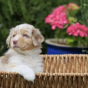 Australian Shepherd domestic dog (Canis lupus familiaris)