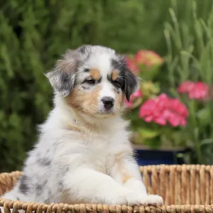Australian Shepherd domestic dog (Canis lupus familiaris)