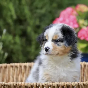 Australian Shepherd domestic dog (Canis lupus familiaris) Australian Shepherd domestic dog (Canis lupus familiaris)