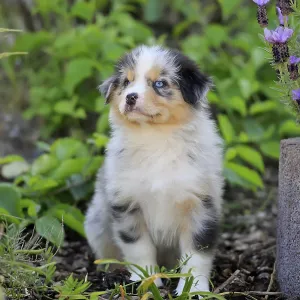 Australian Shepherd domestic dog (Canis lupus familiaris)