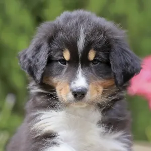 Australian Shepherd domestic dog (Canis lupus familiaris)
