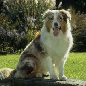 Australian Shepherd, FCI Standard No Australian Shepherd, FCI Standard No