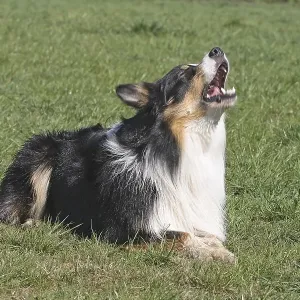 Australian Shepherd Print: Lying in the Meadow and Barking