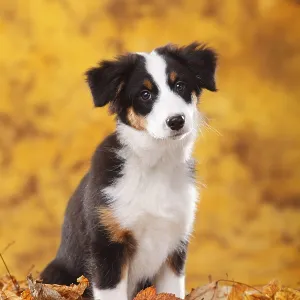 Australian Shepherd, puppy, 13 weeks