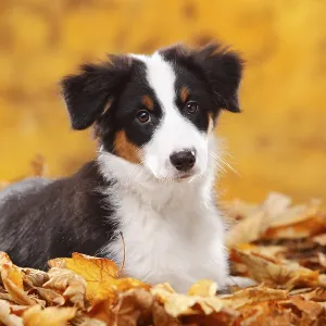 Australian Shepherd, puppy, 13 weeks