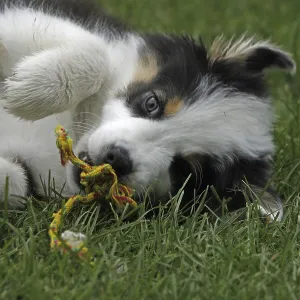 Australian Shepherd puppy Australian Shepherd puppy