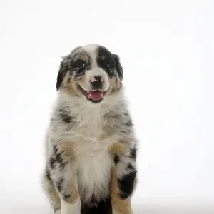 Australian Shepherd, puppy, 7 weeks