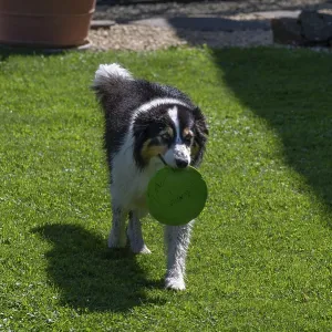 Australian Shepherd Retrieves Frisbee Disc Print