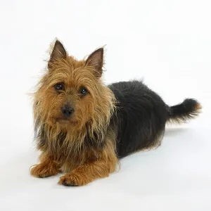 Australischer Terrier