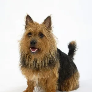 Australischer Terrier Australischer Terrier