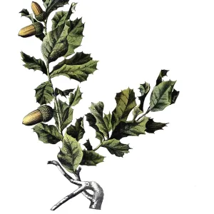 Authentic 1920s Print of Cork Oak Mural Authentic 1920s Print of Cork Oak Mural