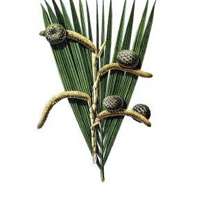 Authentic Print of 1920 Sago Palm Mural Authentic Print of 1920 Sago Palm Mural