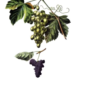 Authentic Print of 1920s School Mural: Useful Plants Authentic Print of 1920s School Mural: Useful Plants