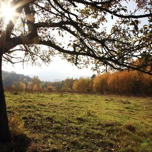 Autumn Autumn