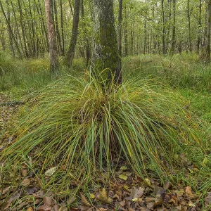 Autumn alluvial forest with panicle sedge (Carex paniculata) and black alder (Alnus glutinosa)