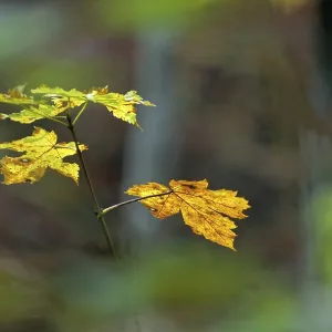 Autumn atmosphere in the deciduous forest