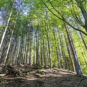 Autumn atmosphere, deciduous forest in autumn Autumn atmosphere, deciduous forest in autumn